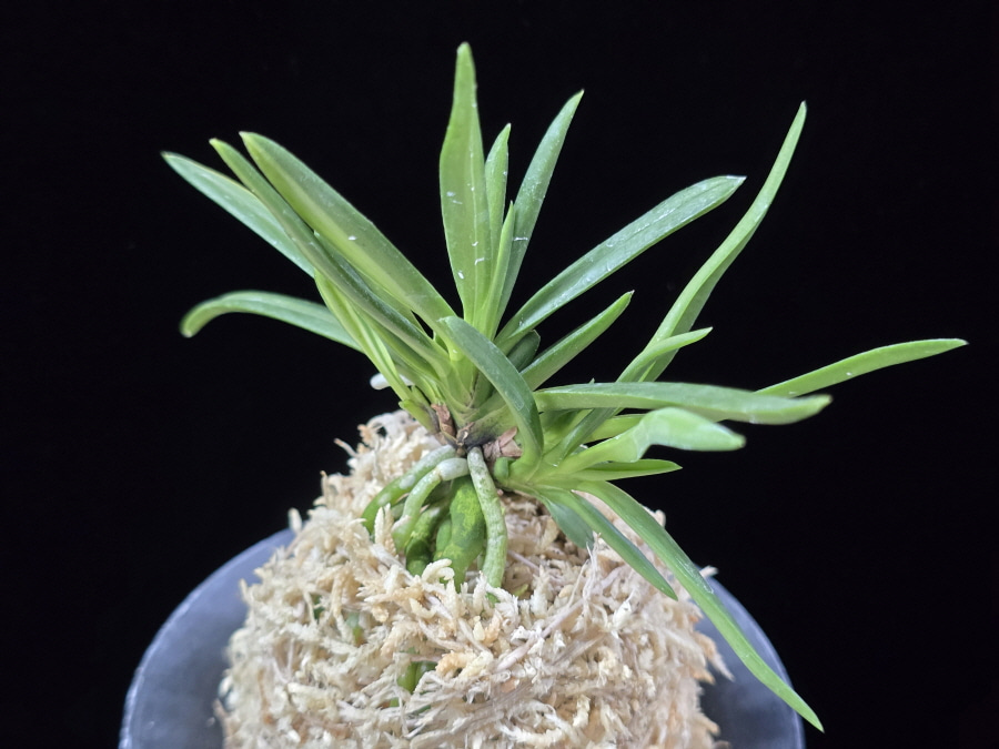 천대전사자 千代田獅子 Chiyodajishi 천대전사자 千代田獅子 Chiyodajishi