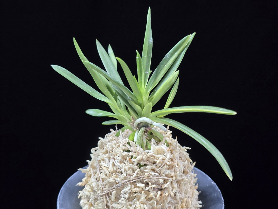 천대전사자 千代田獅子 Chiyodajishi 천대전사자 千代田獅子 Chiyodajishi