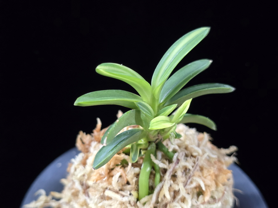 대마금 對馬錦 Tsushima nishiki (Tsushima Ryokuho shima) 대마금 對馬錦 Tsushima nishiki (Tsushima Ryokuho shima)