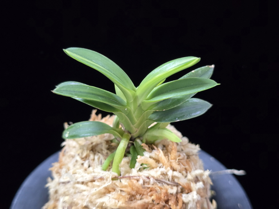 대마금 對馬錦 Tsushima nishiki (Tsushima Ryokuho shima) 대마금 對馬錦 Tsushima nishiki (Tsushima Ryokuho shima)