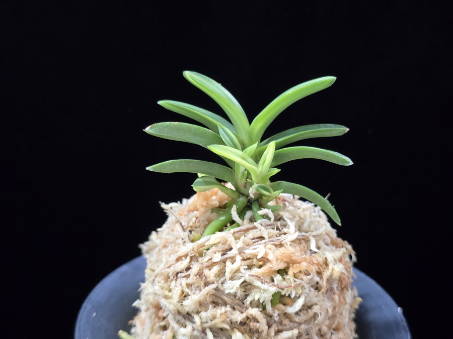 대마금 對馬錦 Tsushima nishiki (Tsushima Ryokuho shima) 대마금 對馬錦 Tsushima nishiki (Tsushima Ryokuho shima)