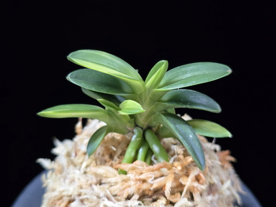 대마금 對馬錦 Tsushima nishiki (Tsushima Ryokuho shima) 대마금 對馬錦 Tsushima nishiki (Tsushima Ryokuho shima)