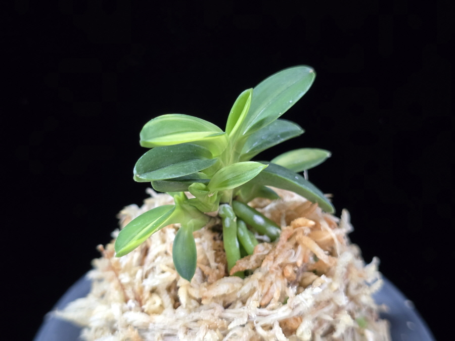 대마금 對馬錦 Tsushima nishiki (Tsushima Ryokuho shima) 대마금 對馬錦 Tsushima nishiki (Tsushima Ryokuho shima)