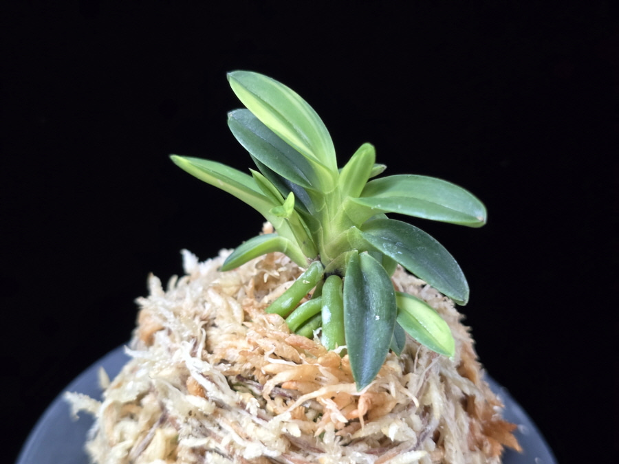 대마금 對馬錦 Tsushima nishiki (Tsushima Ryokuho shima) 대마금 對馬錦 Tsushima nishiki (Tsushima Ryokuho shima)