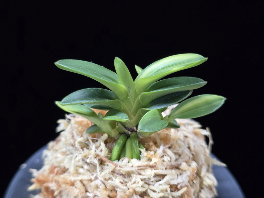 대마금 對馬錦 Tsushima nishiki (Tsushima Ryokuho shima) 대마금 對馬錦 Tsushima nishiki (Tsushima Ryokuho shima)