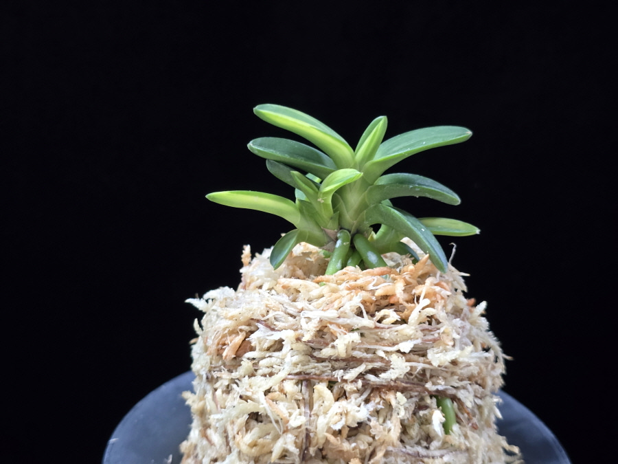 대마금 對馬錦 Tsushima nishiki (Tsushima Ryokuho shima) 대마금 對馬錦 Tsushima nishiki (Tsushima Ryokuho shima)