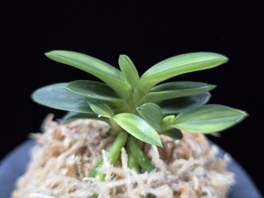 대마금 對馬錦 Tsushima nishiki (Tsushima Ryokuho shima) 대마금 對馬錦 Tsushima nishiki (Tsushima Ryokuho shima)