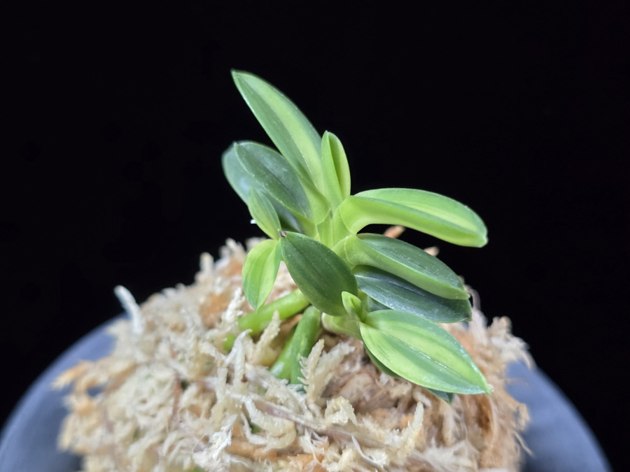 대마금 對馬錦 Tsushima nishiki (Tsushima Ryokuho shima) 대마금 對馬錦 Tsushima nishiki (Tsushima Ryokuho shima)