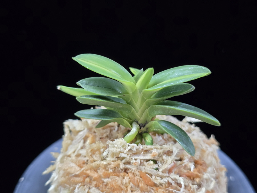 대마금 對馬錦 Tsushima nishiki (Tsushima Ryokuho shima) 대마금 對馬錦 Tsushima nishiki (Tsushima Ryokuho shima)