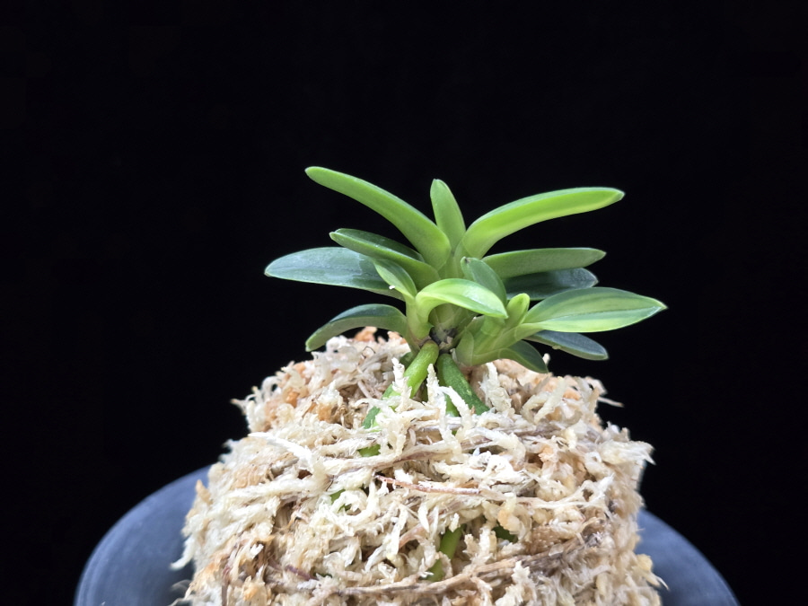 대마금 對馬錦 Tsushima nishiki (Tsushima Ryokuho shima) 대마금 對馬錦 Tsushima nishiki (Tsushima Ryokuho shima)