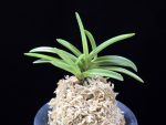 금루각복륜 金鏤閣覆輪 Kinroukaku Fukurin