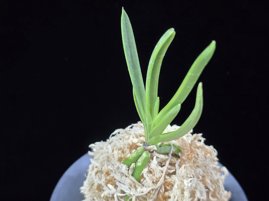 홍무관 紅武冠 Hongmugwan 홍무관 紅武冠 Hongmugwan