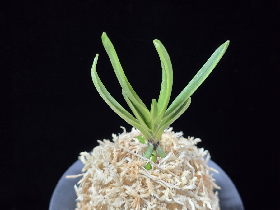 홍무관 紅武冠 Hongmugwan 홍무관 紅武冠 Hongmugwan