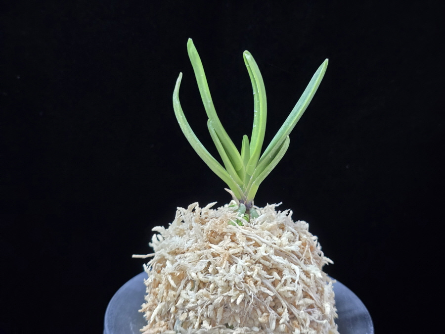 홍무관 紅武冠 Hongmugwan 홍무관 紅武冠 Hongmugwan