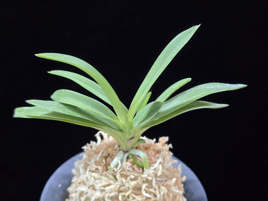 보라 Lavender 보라 Lavender