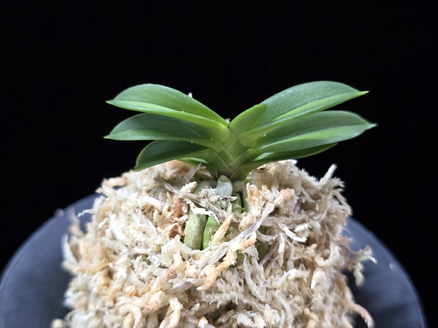 홍장원 紅壯元 Hongjangwon (Jangwon+Shikouki) 홍장원 紅壯元 Hongjangwon (Jangwon+Shikouki)