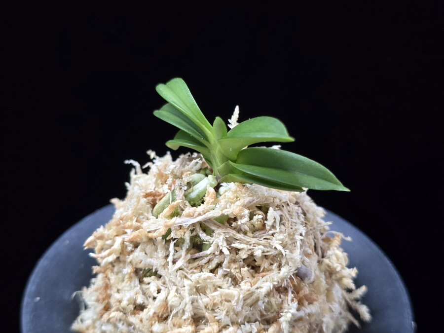 홍장원 紅壯元 Hongjangwon (Jangwon+Shikouki) 홍장원 紅壯元 Hongjangwon (Jangwon+Shikouki)