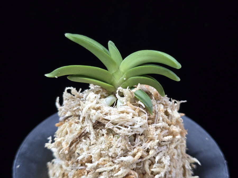 홍장원 紅壯元 Hongjangwon (Jangwon+Shikouki) 홍장원 紅壯元 Hongjangwon (Jangwon+Shikouki)