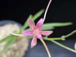 화선 花仙 Hwaseon (3spur)