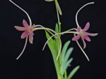 화선 花仙 Hwaseon (3spur)