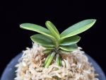 대장금 大壯錦 Daejanggeum(Daiso Nishiki)