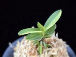 대장금 大壯錦 Daejanggeum(Daiso Nishiki)