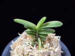 대장금 大壯錦 Daejanggeum(Daiso Nishiki)