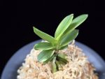 대장금 大壯錦 Daejanggeum(Daiso Nishiki)