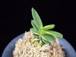 대장금 大壯錦 Daejanggeum(Daiso Nishiki)
