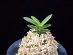 대장금 大壯錦 Daejanggeum(Daiso Nishiki)