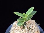 대장금 大壯錦 Daejanggeum(Daiso Nishiki)
