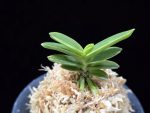 대장금 大壯錦 Daejanggeum(Daiso Nishiki)