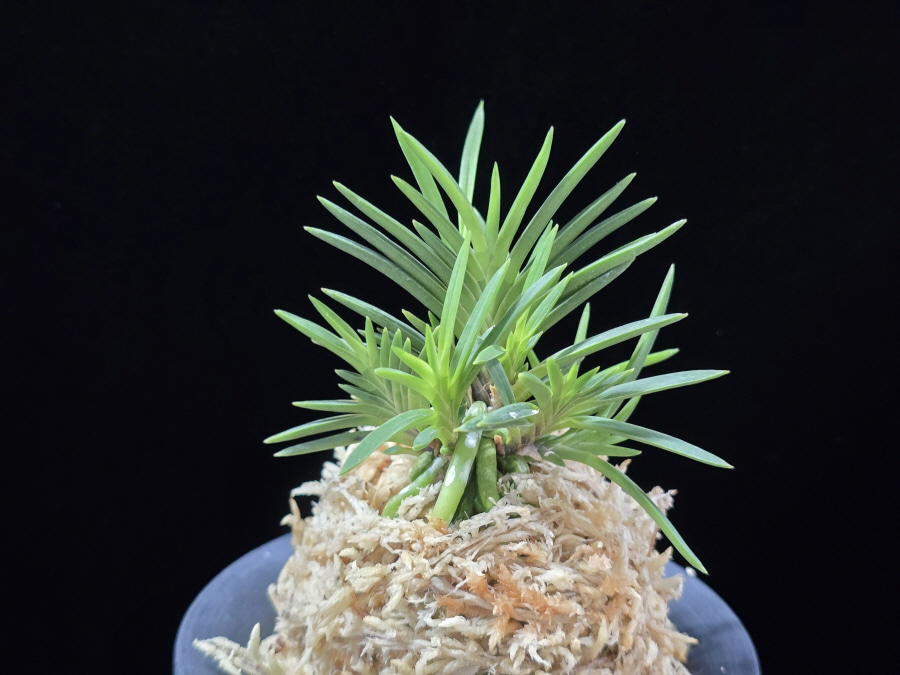 무선 舞扇 Maiougi 무선 舞扇 Maiougi