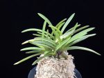화의 花衣 Hanagoromo