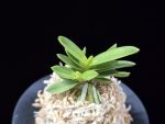 옥잠 玉簪 Okjam