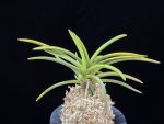 옹 翁 Okina (Ruby root)