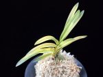 옹 翁 Okina (Ruby root)