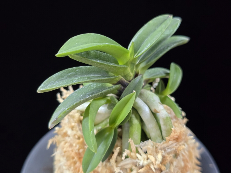 뇌산단엽 雷山短葉 Raizan(short leaves) 뇌산단엽 雷山短葉 Raizan(short leaves)