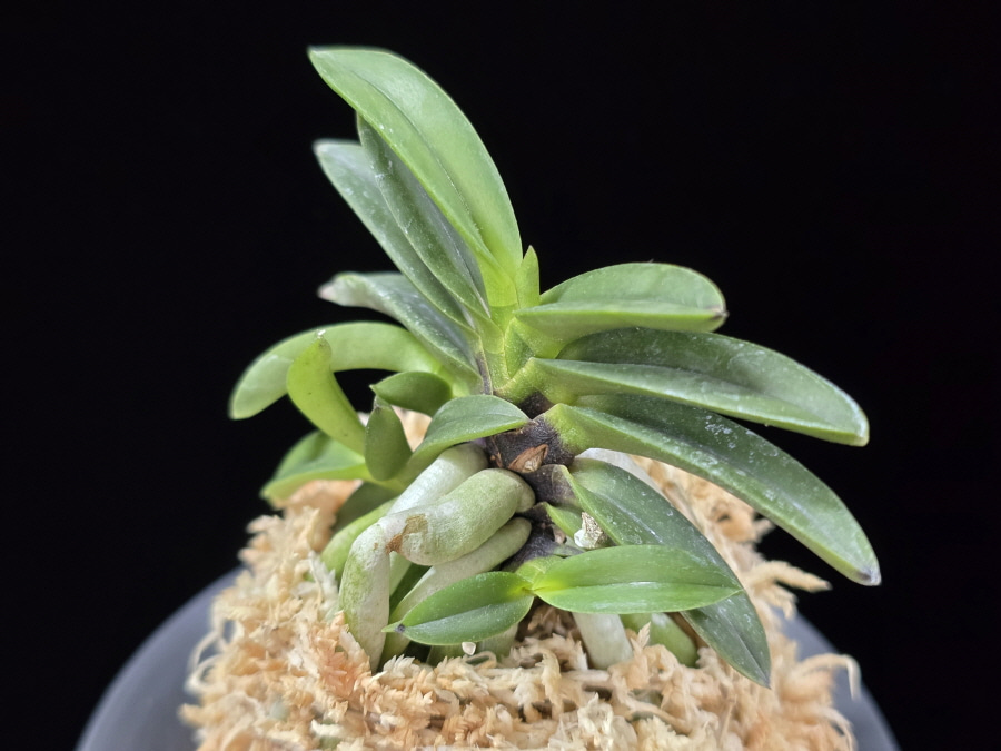 뇌산단엽 雷山短葉 Raizan(short leaves) 뇌산단엽 雷山短葉 Raizan(short leaves)
