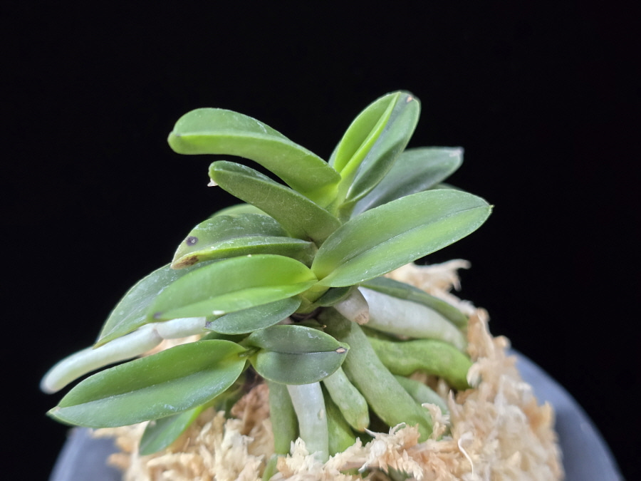 뇌산단엽 雷山短葉 Raizan(short leaves) 뇌산단엽 雷山短葉 Raizan(short leaves)