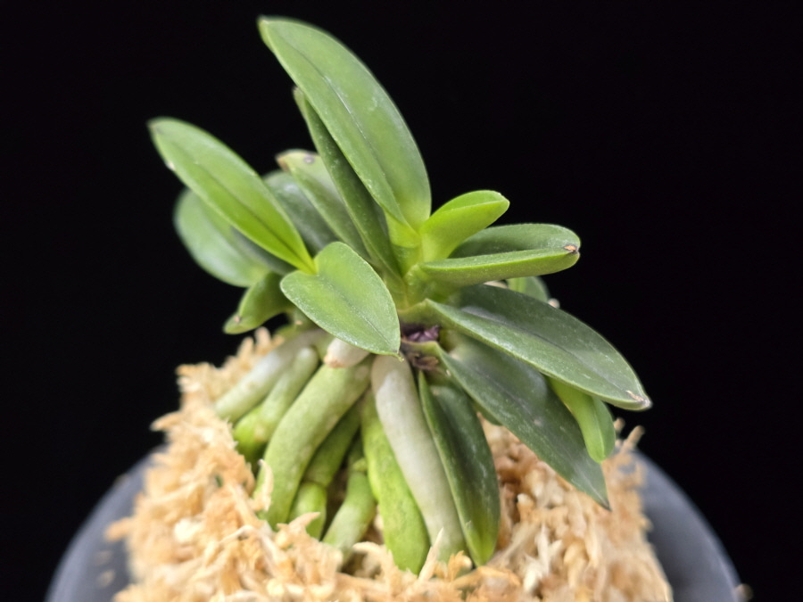 뇌산단엽 雷山短葉 Raizan(short leaves) 뇌산단엽 雷山短葉 Raizan(short leaves)