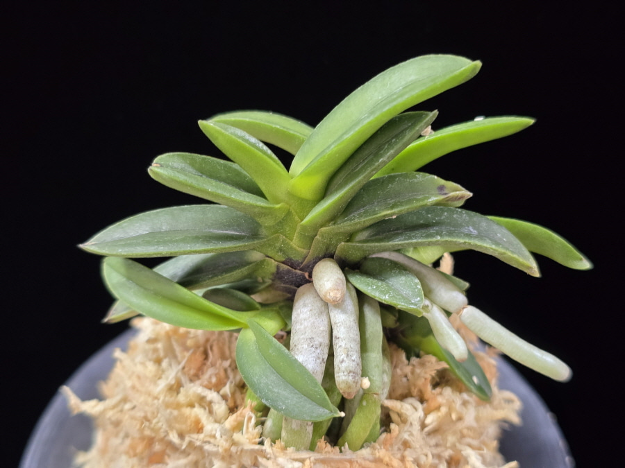 뇌산단엽 雷山短葉 Raizan(short leaves) 뇌산단엽 雷山短葉 Raizan(short leaves)