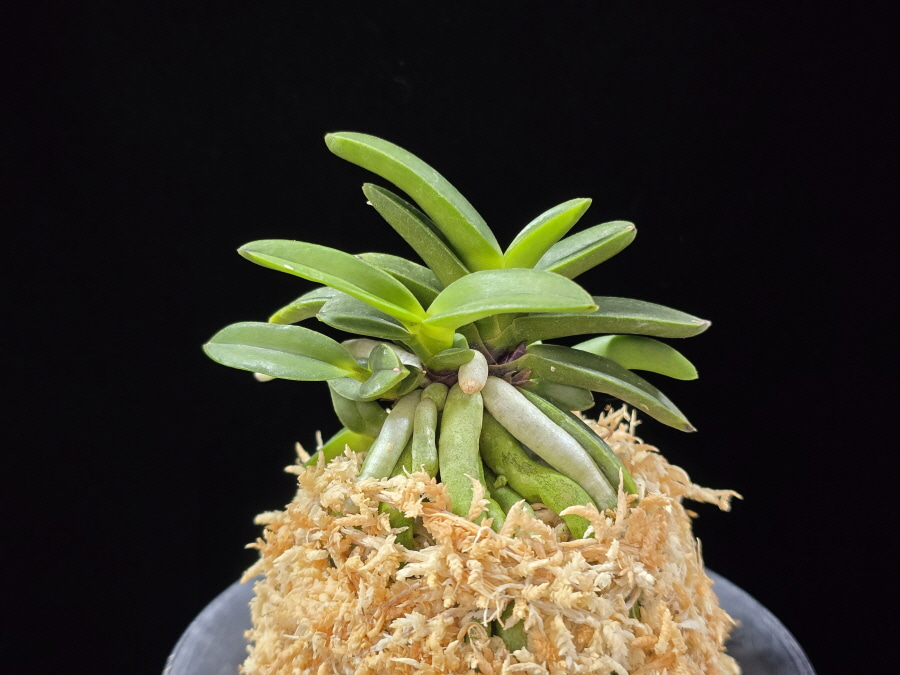 뇌산단엽 雷山短葉 Raizan(short leaves) 뇌산단엽 雷山短葉 Raizan(short leaves)