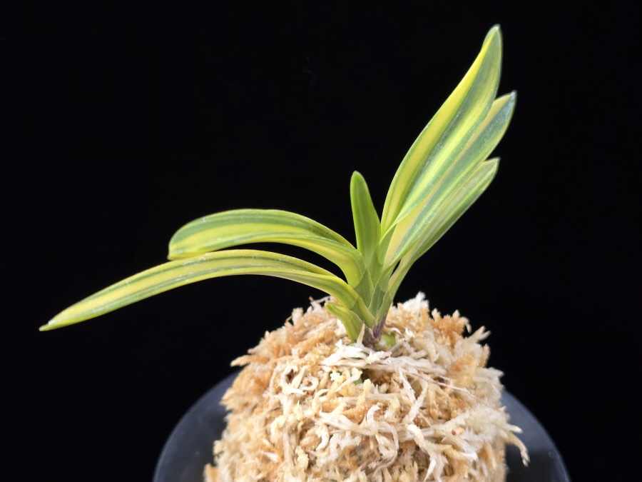 엄미호 奄美縞 Amami Shima 엄미호 奄美縞 Amami Shima