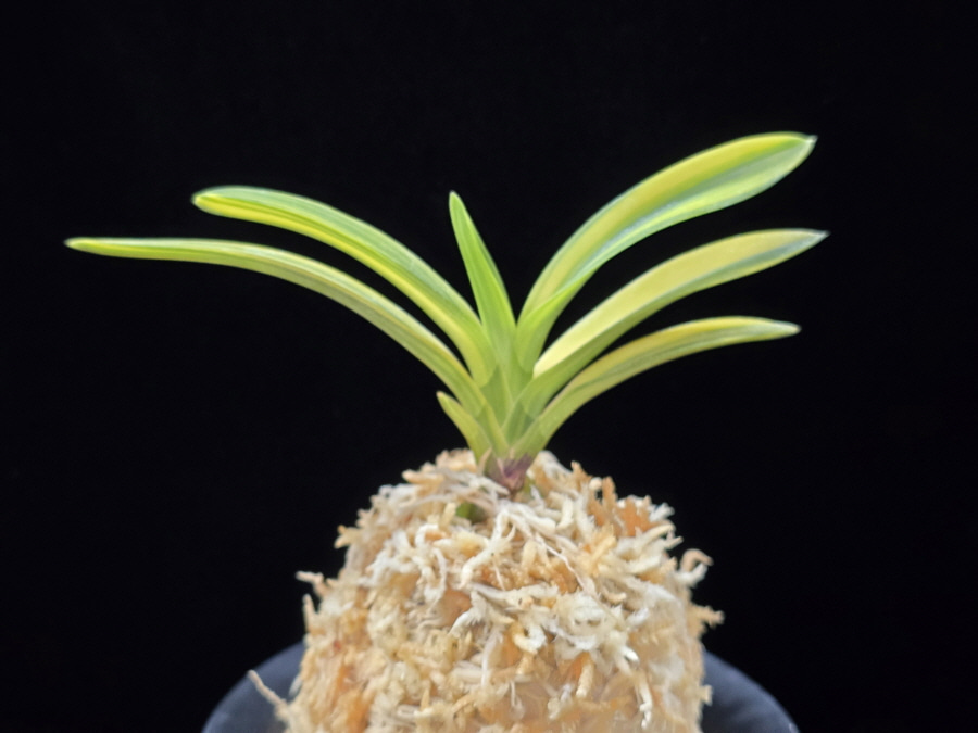 엄미호 奄美縞 Amami Shima 엄미호 奄美縞 Amami Shima