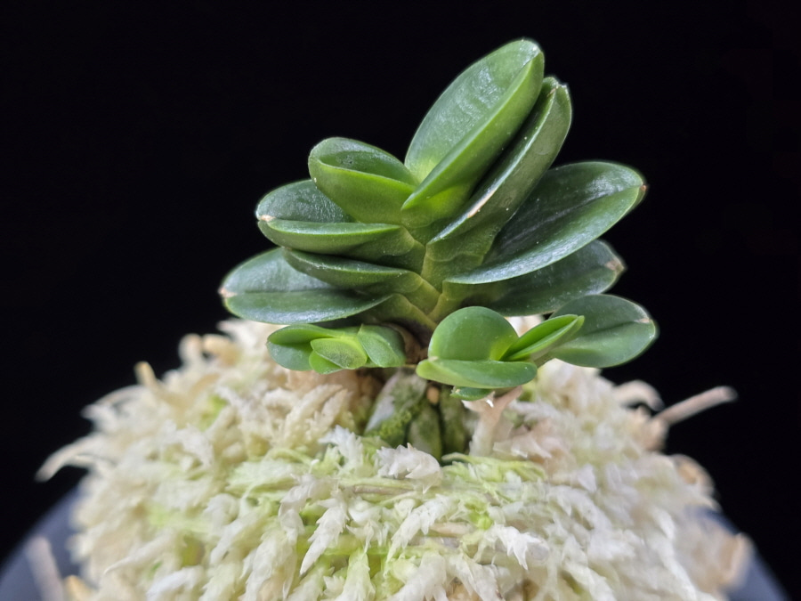 불이환 不二丸 Bulihwan 불이환 不二丸 Bulihwan