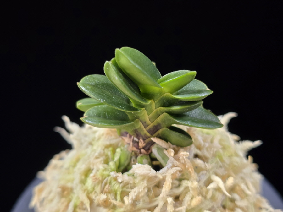 불이환 不二丸 Bulihwan 불이환 不二丸 Bulihwan