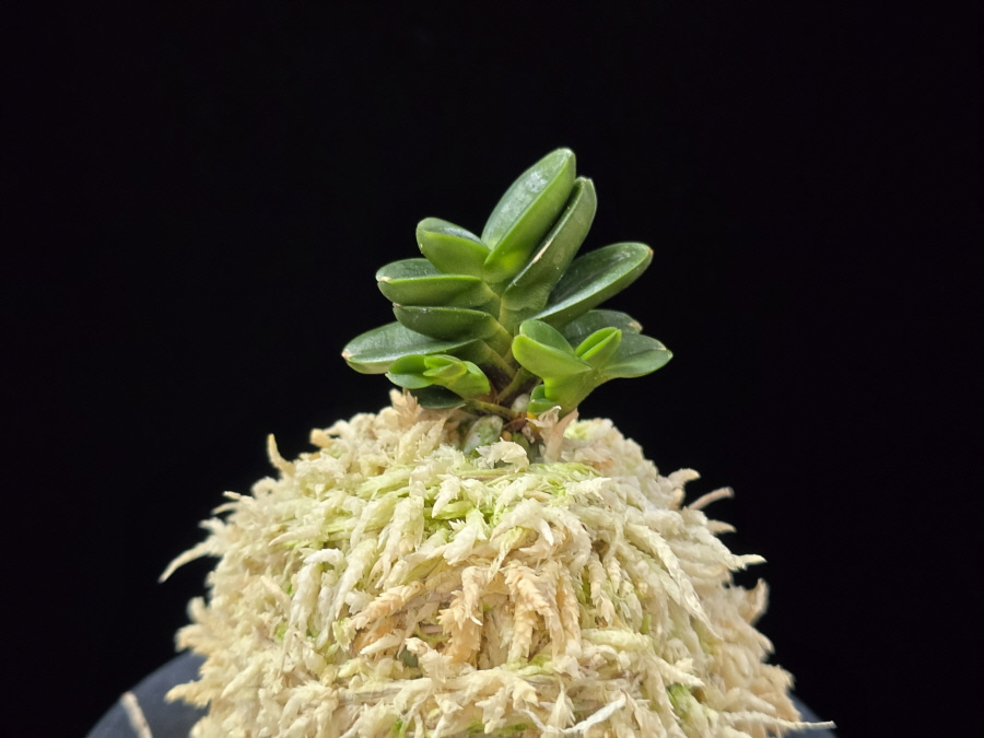 불이환 不二丸 Bulihwan 불이환 不二丸 Bulihwan