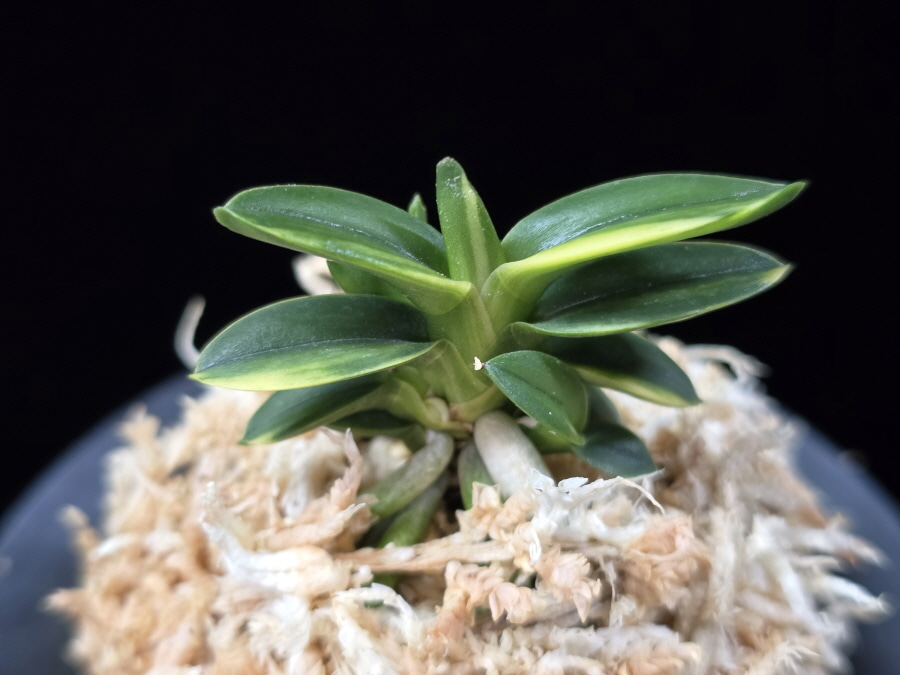 취월호 翠月湖 Chwiwolho(Seedling) 취월호 翠月湖 Chwiwolho(Seedling)