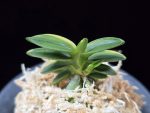 취월호 翠月湖 Chwiwolho(Seedling)